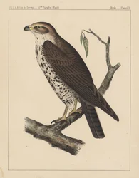 Vögel, Tafel XV, 1855